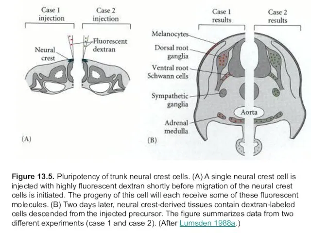 Figure 13.5. Pluripotency of trunk neural crest cells. (A) A