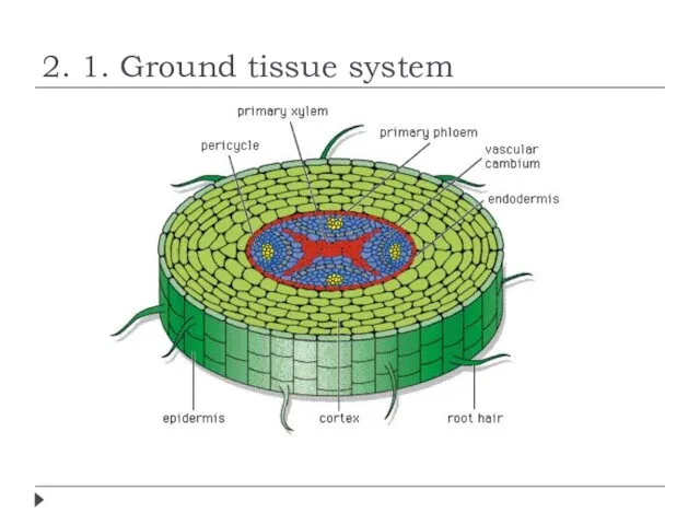 2. 1. Ground tissue system