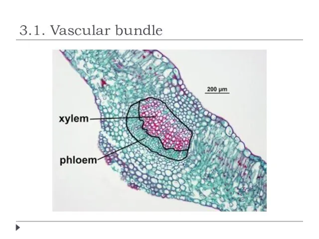 3.1. Vascular bundle