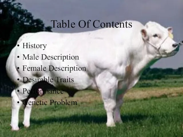 Table Of Contents History Male Description Female Description Desirable Traits Performance Genetic Problem