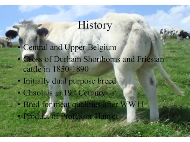 History Central and Upper Belgium Cross of Durham Shorthorns and