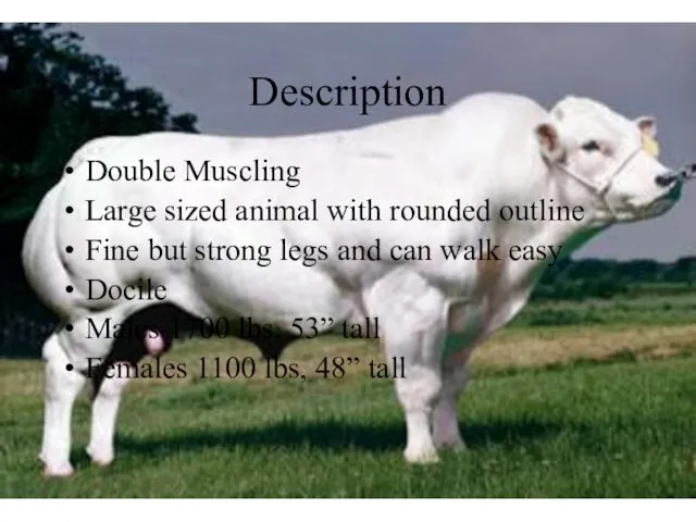 Description Double Muscling Large sized animal with rounded outline Fine