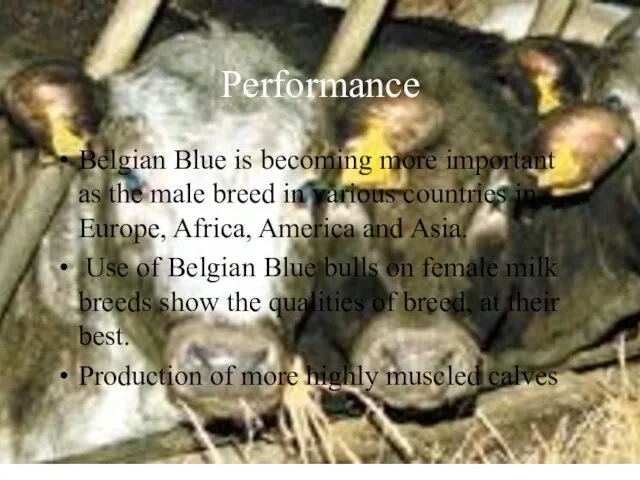 Performance Belgian Blue is becoming more important as the male