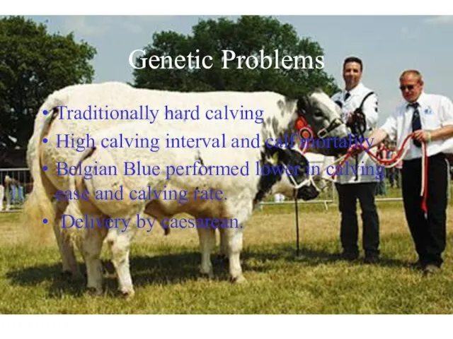 Genetic Problems Traditionally hard calving High calving interval and calf