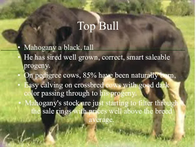 Top Bull Mahogany a black, tall He has sired well