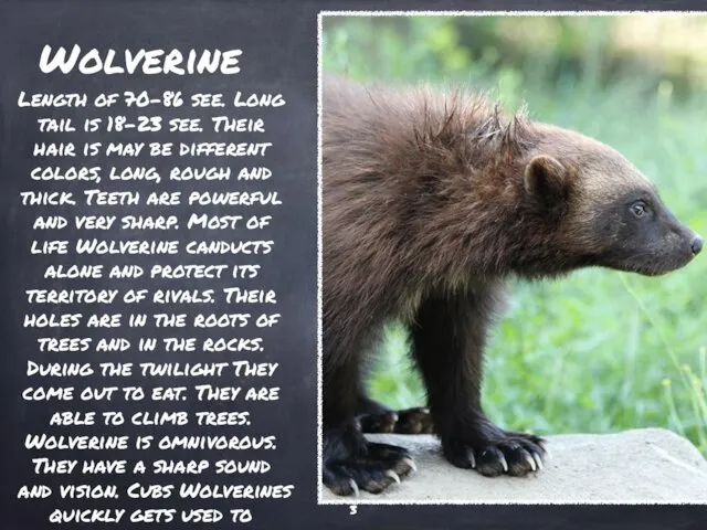 Wolverine Length of 70-86 see. Long tail is 18-23 see.