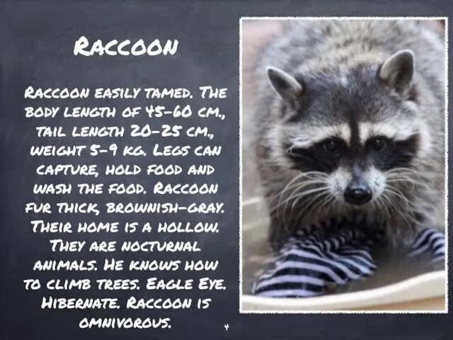Raccoon Raccoon easily tamed. The body length of 45-60 cm.,