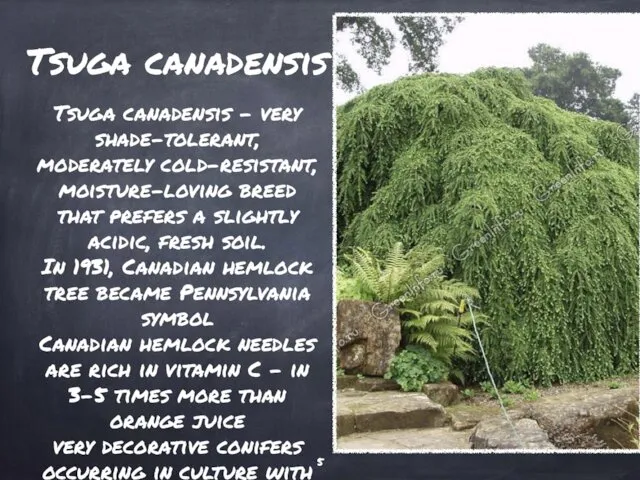 Tsuga canadensis Tsuga canadensis - very shade-tolerant, moderately cold-resistant, moisture-loving