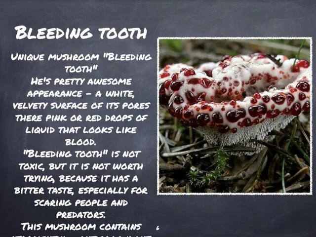 Bleeding tooth Unique mushroom "Bleeding tooth" He's pretty awesome appearance