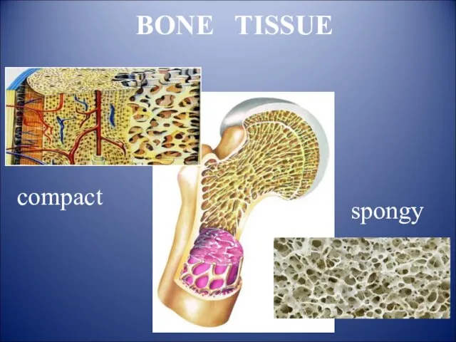 BONE TISSUE compact spongy