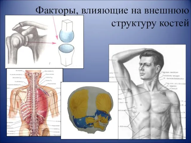 Факторы, влияющие на внешнюю структуру костей