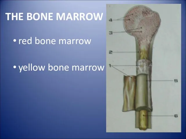 THE BONE MARROW red bone marrow yellow bone marrow