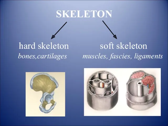 SKELETON hard skeleton bones,cartilages soft skeleton muscles, fascies, ligaments