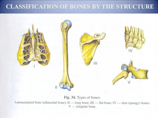 CLASSIFICATION OF BONES BY THE STRUCTURE