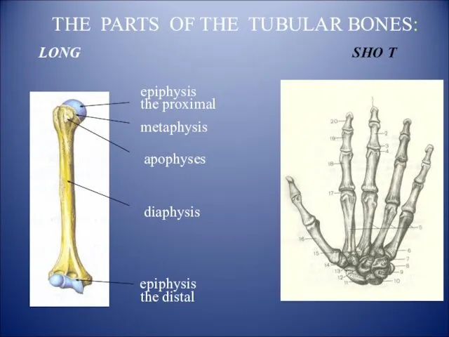 THE PARTS OF THE TUBULAR BONES: LONG diaphysis apophyses epiphysis the distal the proximal SHO T