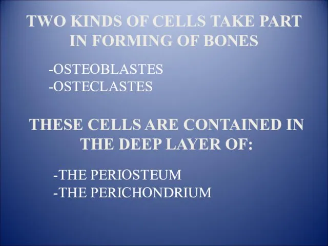 TWO KINDS OF CELLS TAKE PART IN FORMING OF BONES