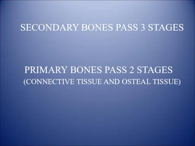 SECONDARY BONES PASS 3 STAGES PRIMARY BONES PASS 2 STAGES (CONNECTIVE TISSUE AND OSTEAL TISSUE)