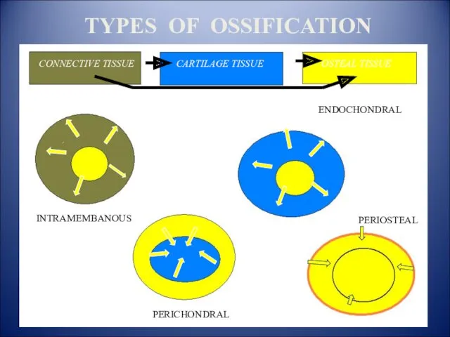 TYPES OF OSSIFICATION CONNECTIVE TISSUE CARTILAGE TISSUE OSTEAL TISSUE ENDOCHONDRAL PERICHONDRAL PERIOSTEAL