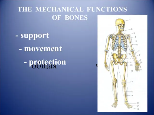 общая частная THE MECHANICAL FUNCTIONS OF BONES - support - movement - protection