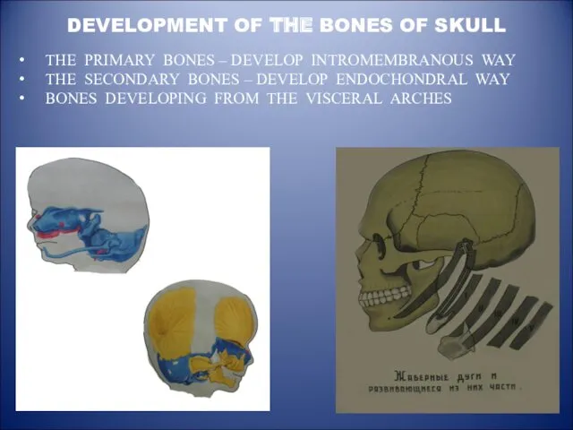 DEVELOPMENT OF THE BONES OF SKULL THE PRIMARY BONES –