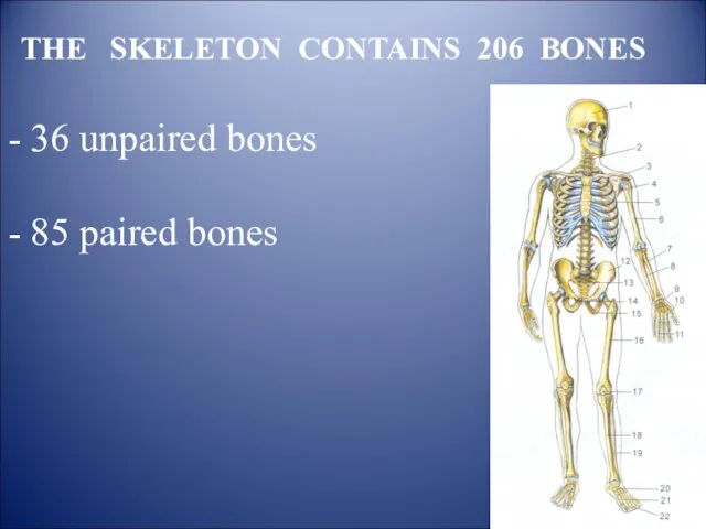 THE SKELETON CONTAINS 206 BONES 36 unpaired bones 85 paired bones