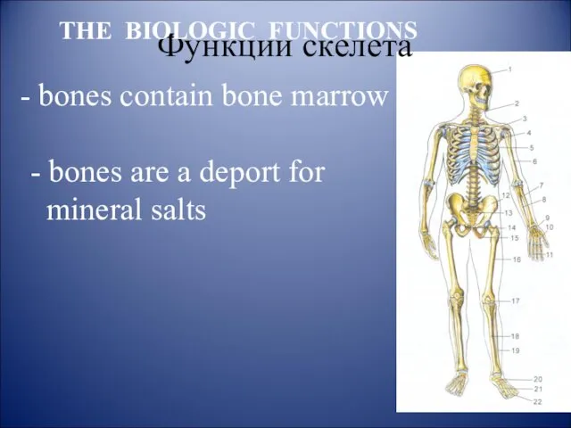 Функции скелета THE BIOLOGIC FUNCTIONS bones contain bone marrow -