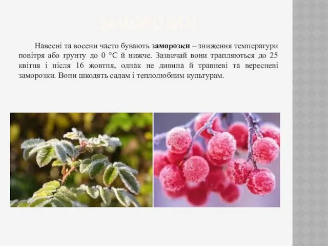 ЗАМОРОЗКИ Навесні та восени часто бувають заморозки – зниження температури