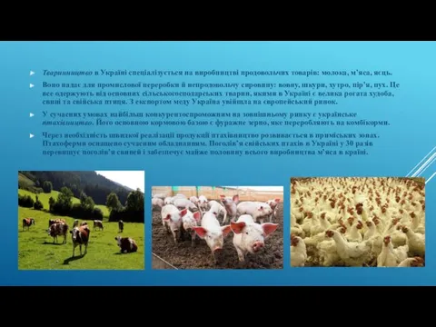 Тваринництво в Україні спеціалізується на виробництві продовольчих товарів: молока, м’яса,