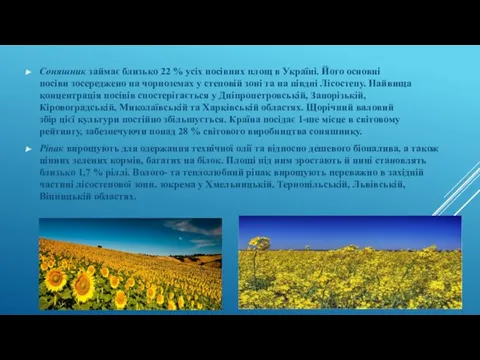 Соняшник займає близько 22 % усіх посівних площ в Україні.