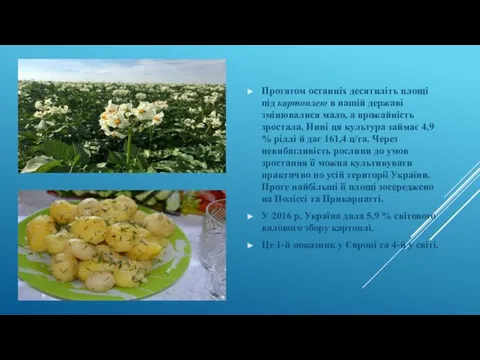 Протягом останніх десятиліть площі під картоплею в нашій державі змінювалися