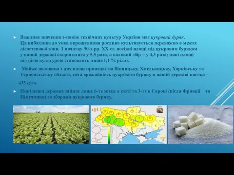 Важливе значення з-поміж технічних культур України має цукровий буряк. Ця