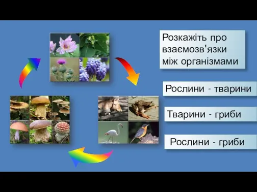 Розкажіть про взаємозв'язки між організмами Рослини - тварини Тварини - гриби Рослини - гриби