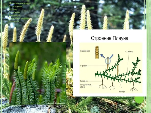 Плаунның құрылысы: 1.спорофилл 2.сабақ 3.жапырақ 4.ризофор 5.қосалқы тамырлар 6.стробил