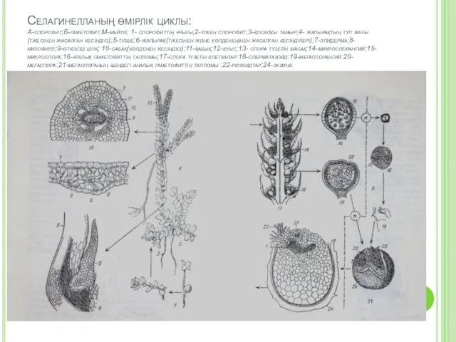 Селагинелланың өмірлік циклы: А-спорофит;Б-гаметофит;М-мейоз; 1- спорофиттің ұрығы;2-үлкен спорофит;3-қосалқы тамыр;4- жапырақтың
