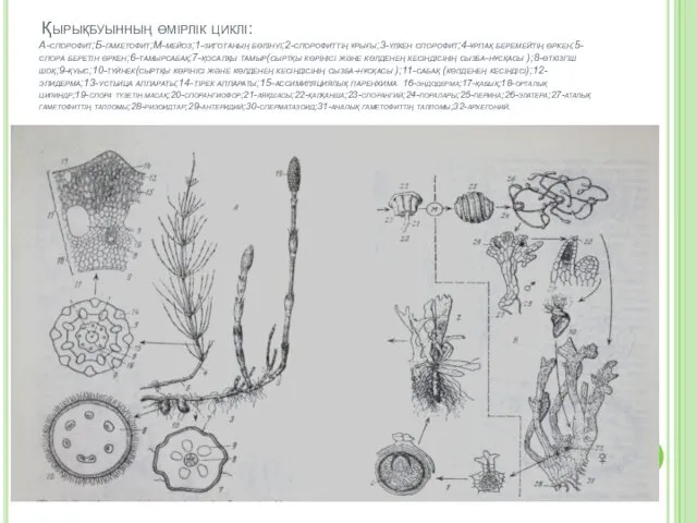 Қырықбуынның өмірлік циклі: А-спорофит;Б-гаметофит;М-мейоз;1-зиготаның бөлінуі;2-спорофиттің ұрығы;3-үлкен спорофит;4-ұрпақ беремейтің өркен;5-спора беретін