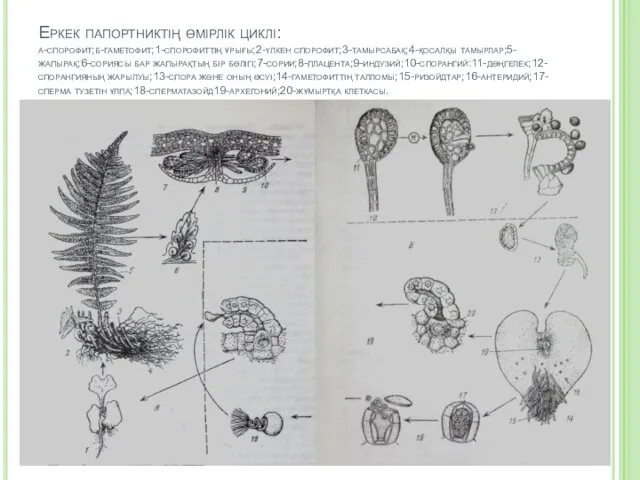 Еркек папортниктің өмірлік циклі: а-спорофит;б-гаметофит;1-спорофиттің ұрығы;2-үлкен спорофит;3-тамырсабақ;4-қосалқы тамырлар;5-жапырақ;6-сориясы бар жапырақтың