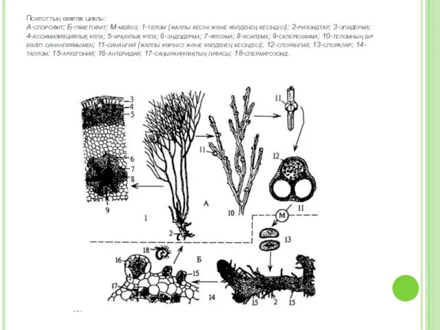 Псилоттың өмірлік циклы: А-спорофит; Б-гаметофит; М-мейоз; 1-телом (жалпы кесіні және