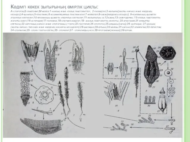 Кәдімгі көкек зығырының өмірлік циклы: А-спорогон;Б-гаметофит;М-мейоз:1-аналық және аталық гаметофиттер; 2-ризоидтар;3-жапырақ(жалпы