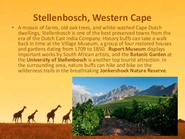 Stellenbosch, Western Cape A mosaic of farms, old oak trees,