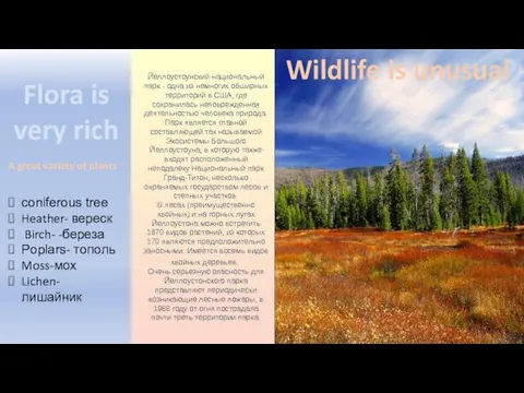 Wildlife is unusual coniferous tree Heather- вереск Birch- -береза Poplars- тополь Moss-мох Lichen-