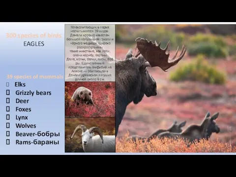 i 39 species of mammals Elks Grizzly bears Deer Foxes Lynx Wolves Beaver-бобры