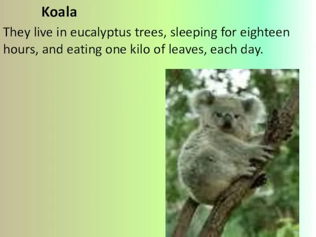 Koala They live in eucalyptus trees, sleeping for eighteen hours,