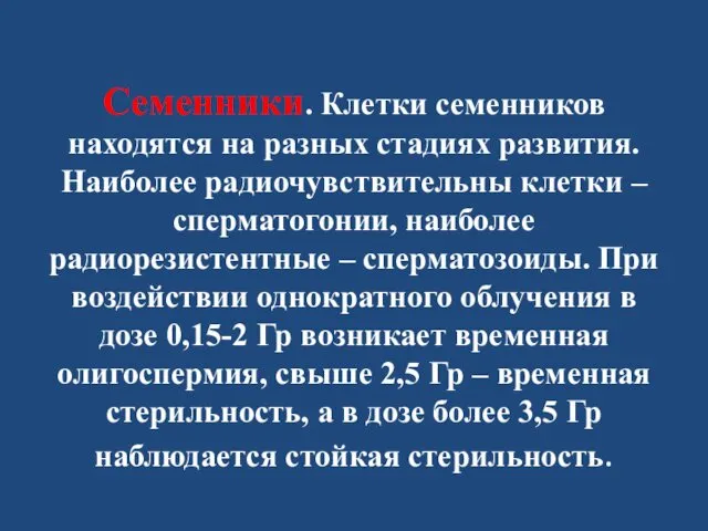 Семенники. Клетки семенников находятся на разных стадиях развития. Наиболее радиочувствительны