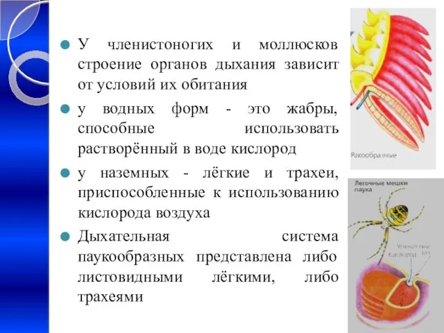 У членистоногих и моллюсков строение органов дыхания зависит от условий их обитания у