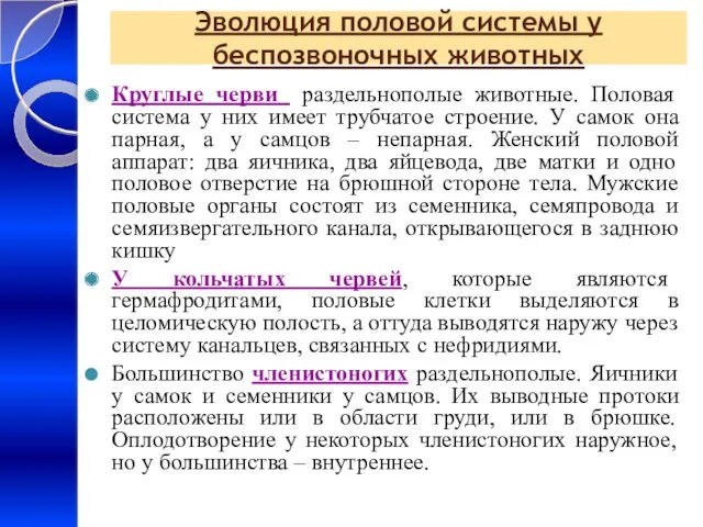 Эволюция половой системы у беспозвоночных животных Круглые черви раздельнополые животные.