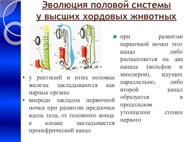 Эволюция половой системы у высших хордовых животных при развитии первичной