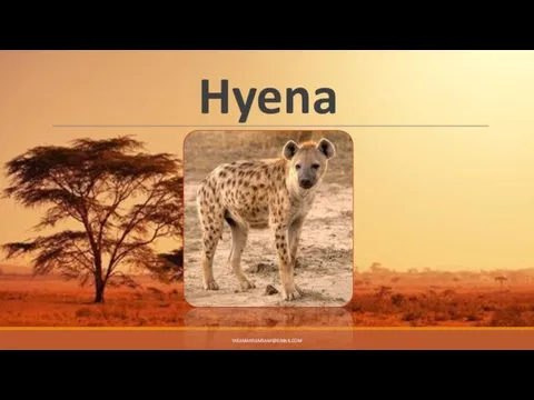 Hyena YASAMANSAMSAMI@GMAIL.COM