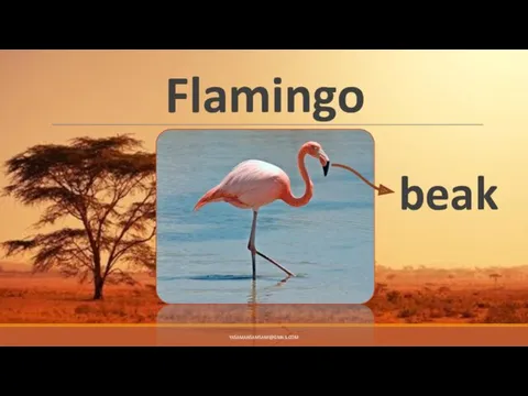 Flamingo beak YASAMANSAMSAMI@GMAIL.COM