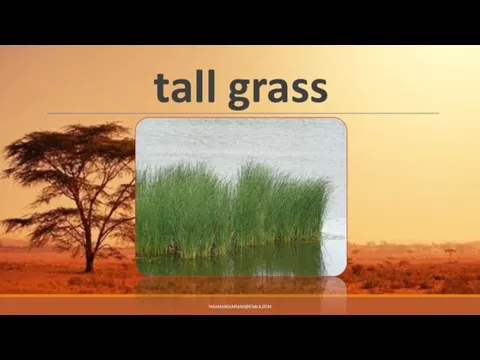 tall grass YASAMANSAMSAMI@GMAIL.COM