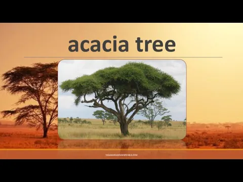 acacia tree YASAMANSAMSAMI@GMAIL.COM